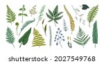 fern leaves. hand drawn sketch... | Shutterstock .eps vector #2027549768