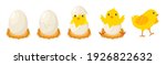 Chicken hatching stages. Newborn little cute chick, small baby bird emergence from egg, cracked shell in laying hens nest. Easter chicks concept. Funny domestic animal vector cartoon isolated concept