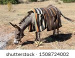 A Donkey With Two Saddlebags On ...