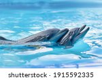 Happy family of dolphins. A couple of dolphins perform at the dolphinarium. Animal in the aquarium aquarium. Marine mammal. Romance love tenderness. Blue water