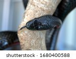 Black Rat Snake Macro Close Up...