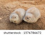 Two Black Tailed Prairie Dogs ...