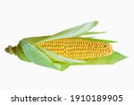 Raw Ear Of Corn With Leaves...