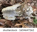 Deer Skull Laying In The Woods. 