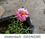 Small photo of Sundial Peppermint Portulaca or Moss Rose Plant (Portulaca Grandiflora 'Sundial Peppermint'). A Succulent Plant Species of the Portulacaceae Family in the Order Caryophyllales.