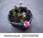 Small photo of Bi-colored Flowers of the Sundial Peppermint Portulaca or Moss Rose Plant (Portulaca Grandiflora 'Sundial Peppermint') in the Black Plastic Planting Bag on the Cement Floor