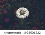 Small photo of Flower background. Nature wallpaper. Delicat romantic flowers backgrounds. Garden backdrop