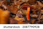 Beautiful Orange Mushroom...