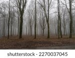 Foggy Forest Near Three Country ...