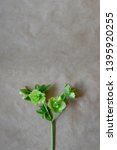 Small photo of One Helleborus viridis after flowering. The flower is called a winter rose, Christmas rose or Lenten rose. Close up. Top view. With copy space for text.