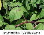 Small photo of Spur-throated Grasshopper resting on green leaf along Lynde Shores trail during Summer
