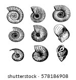 Sea Shells   Vector Image Of...