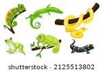Reptile vector animal reptilian character. Serpent, reptile and amphibians, frog, iguana and python vector illustration set. Cartoon exotic amphibian and reptiles