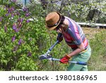 Young Woman Gardening At The...