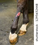 Small photo of Derazil 1: Stitches one month after injury of hind leg of thoroughbred horse and one week after surgery to remove proud flesh