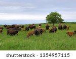 Herd of Bison with calves in a field with tree