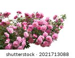 Blooming pink rose bushes isolated on white