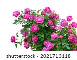 Blooming Pink Rose Bushes...