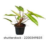 Branch of beautiful leaves of Philodendron Painted Lady growth in a pot, isolated on white background .
