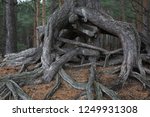 Strange Roots Of A Tree In A...