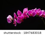Closeup Pink Orchid Flower...