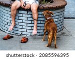 Small photo of A shabby old dog stands next to the owner. The red-haired mongrel sadly looks at his friend sitting on the bench. Beyond recognition. Selective focus
