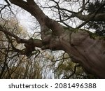 Small photo of Invoking a feeling of unease, a skyward view of an old and gnarled beech tree trunk