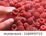 Fresh raspberries. Hand holds a juicy fresh raspberry. Season of fruit and jam cooking. Raspberry group. Summer berries harvest season. Delicious and healthy dessert.
