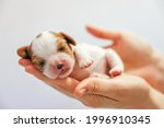 Newborn Puppy On His Arms On A...