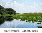 Florida wetland, Everglades National Park in USA. Popular place for tourists, wild nature and animals. Landscapes.