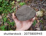 Geologist's Hand Holds A Raw...
