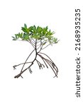 Cut Out Mangrove Tree With Prop ...