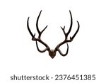 Antlers of Schomburgk's deer isolated on white background.