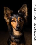 Small photo of Black and brown mix breed dog canine with perky ears sitting on wooden floor in dark isolated looking froward watching waiting listening paying attention patient obedient alone lonely sad quiet