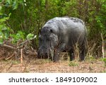 Small photo of A large bull hippo wanders from one over-crowded mud wallow to seek fresh habitat. When the wallows become congested hippos will wander long distances in day light looking for less congested ones