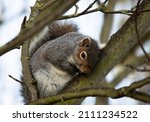 The Grey Squirrel Is Often...