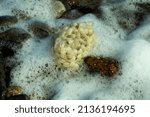 Small photo of Each egg mass, known as a Sea Wash-ball, usually only produces one juvenile Whelk. The cannibalistic survivor has eaten the others as they develop to become the sole survivor