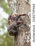 Small photo of Largest of the land-living Hermit Crab family, the Coconut Crab climbs trees to dislodge coconuts and then feeds on them if they have cracked open. They only return to the sea to spawn.