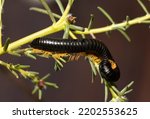 Small photo of Endemic to East Africa, the Tanzanian Red-legged Millipede is harmless those it does exude a distasteful foam to deter predators. They can grow up to 13 cm in length and live 7 years