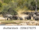 Small photo of A breed herd of elephant accompanied by a young bull relax on the banks of the Great Ruaha River. They drink, wallow and socialise with other herds that join them, maintaining long held social bonds