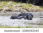 Small photo of Elephant bulls play as they take a cooling bath in the Great Ruaha River. Mature bulls enjoy relaxing times socialising with other males to maintain bonds before they saunter off into the bush.