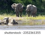 Small photo of A pair of bull Elephants saunter along the banks of the Ruaha River. Bulls are more solitary than the females but often associate and bond when they meet at waterpoints.