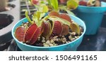 closeup venus flytrap, carnivorous plant in the pot, plant that eats insects