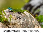 The European green lizard (Lacerta viridis),  Valbona Valley National Park, Albania.