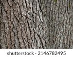 Small photo of Background from old wood bark. Black alder, Alnus glutinosa.