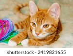 Small photo of Wolfie, a 10-week-old orange and white kitten, plays with a plastic Slinky spring toy, June 7, 2023, in Coden, Alabama.