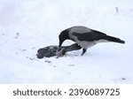 Small photo of A crow in the snow pecks at a dead pigeon