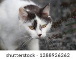 Small photo of Moody black and white cat with a look of verjuice on blurred grey background