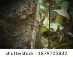 Small photo of Lizards are a widespread group of squamate reptiles.Lizards and snakes share a movable quadrate bone.Many lizards can detach their tails to escape from predators, an act called autotomy.