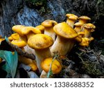 Jack O Lantern Mushroom Group